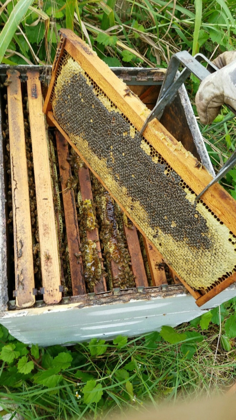 Honey bee frame with honey comb removed during a bee removal job.