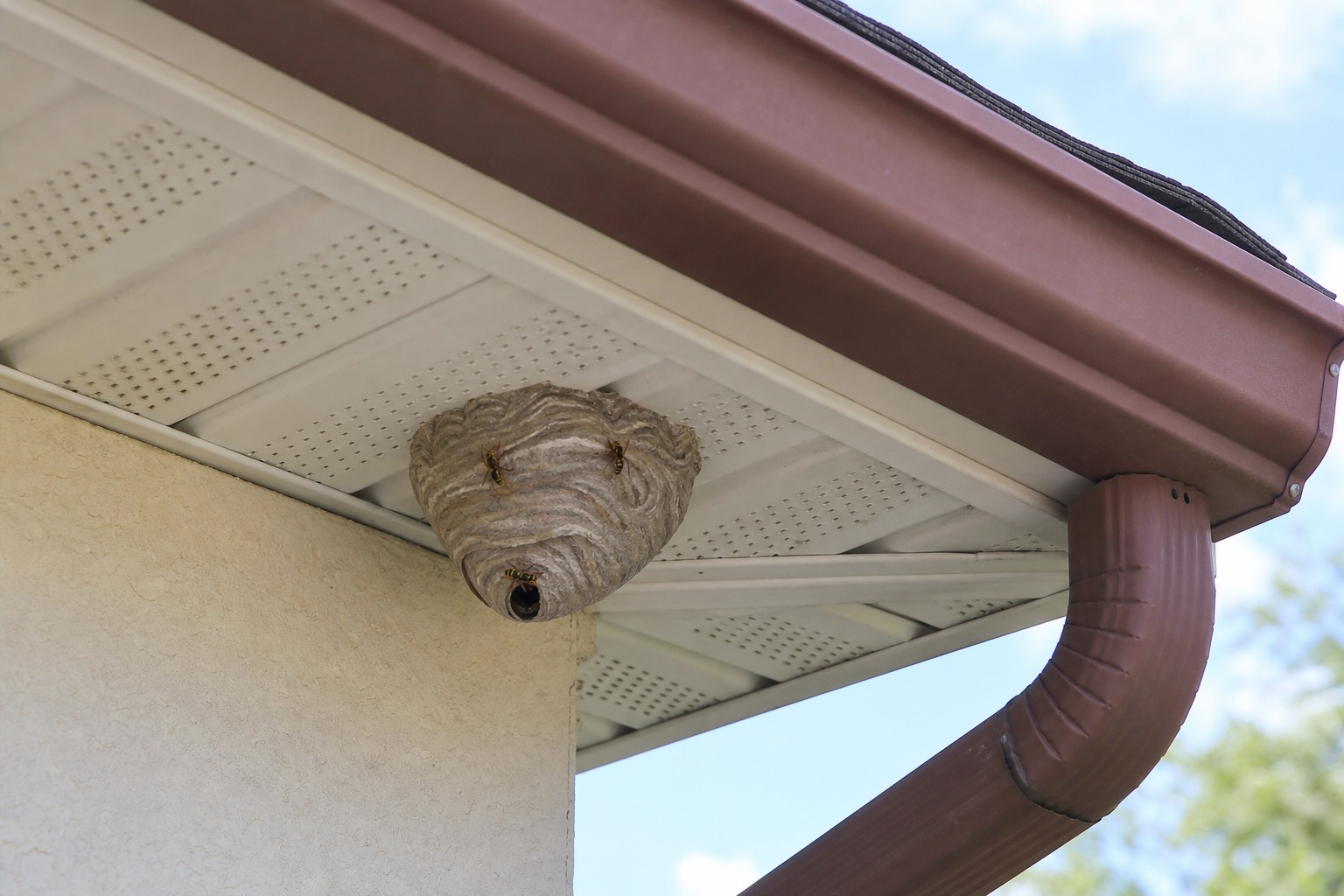 Yellow jacket nest attached under a roof eave before removal.